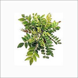 Green Extractive Extract Green Extractive Extract