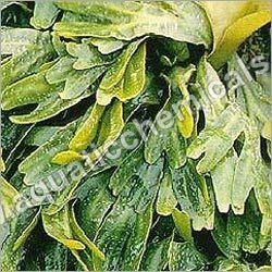 Seaweed Extract Seaweed Extract