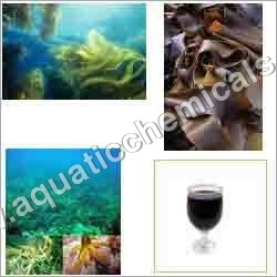 Seaweed Concentrate Seaweed Concentrate