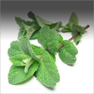 Peppermint Oil Peppermint Oil
