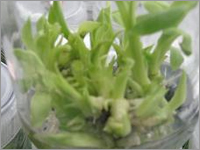 Tissue culture g9 Banana Plants Tissue culture g9 Banana Plants