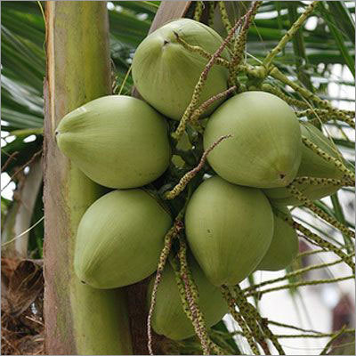 Coconut Water Coconut Water