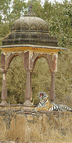 DELHI- Jaipur- Ranthambhore - Sariska - Agra DELHI- Jaipur- Ranthambhore - Sariska - Agra