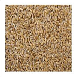 Wheat Bhaliya Wheat Bhaliya