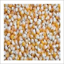 Maize Flour Maize Flour