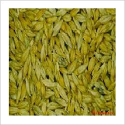 Barley (Jav) Barley (Jav)