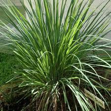 Lemon Grass Essential Oil Lemon Grass Essential Oil