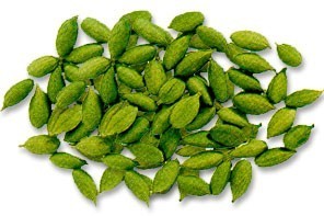 Cardamom Cardamom