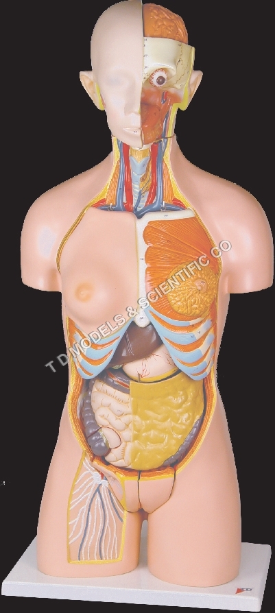 Torso Model Torso Model