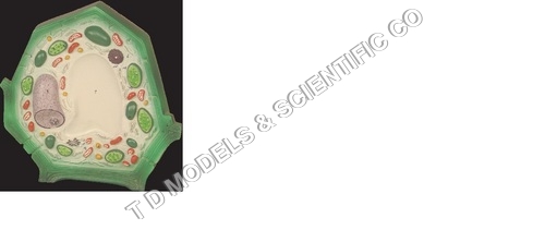 Typical Plant Cell Typical Plant Cell