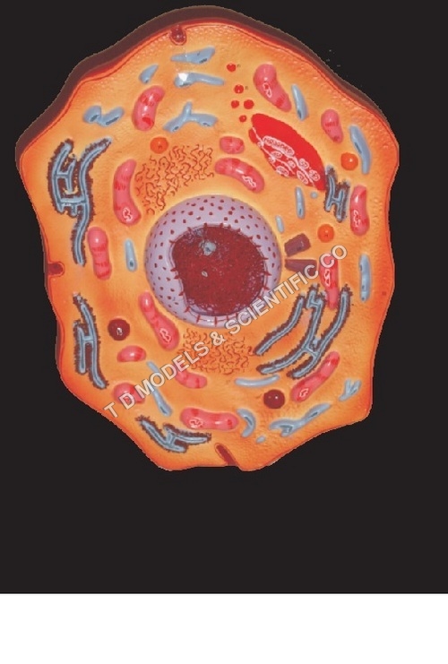 Animal Cell Model Animal Cell Model