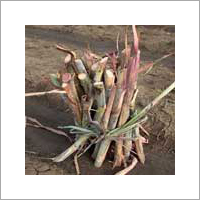 Wastewater Treatment Chemicals Wastewater Treatment Chemicals