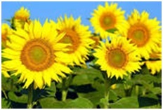 Indian Sunflower Seeds Indian Sunflower Seeds