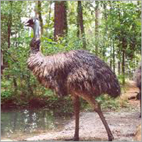 Emu Birds Emu Birds