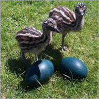 EMU Eggs EMU Eggs