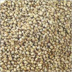 Bajra (Millet) Bajra (Millet)