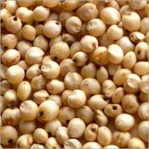 Jowar (Sorghum) Jowar (Sorghum)