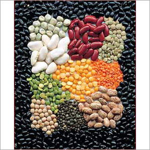 Indian Pulses Indian Pulses