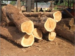 Eco wood Eco wood
