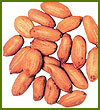 Ground Nut Ground Nut
