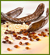 Guar Gum Guar Gum