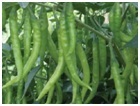 Mirchi ( Jyothi-760 ) Mirchi ( Jyothi-760 )
