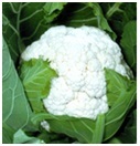 Cauliflower Seeds Cauliflower Seeds