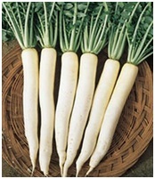 Radish Seeds Radish Seeds