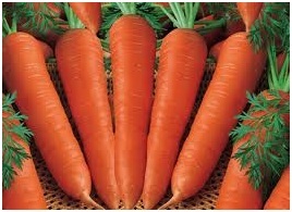 Hybride Carrot Seeds Hybride Carrot Seeds
