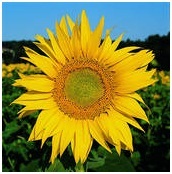 Sun Flower Seed Sun Flower Seed