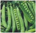 Green Pea Seeds Green Pea Seeds