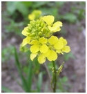 Mustard Flower Hybrid Seeds ( Rapid ) Mustard Flower Hybrid Seeds ( Rapid )