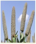 Bajra Seeds Bajra Seeds