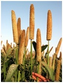 Bajra Hybrid Seeds Bajra Hybrid Seeds