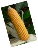 Hybrid Maize Seeds Hybrid Maize Seeds
