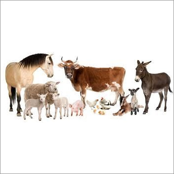 Veterinary Medicines Veterinary Medicines
