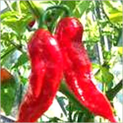 Bhut Jolokia Bhut Jolokia