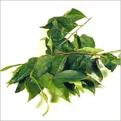 Curry Leaves Curry Leaves