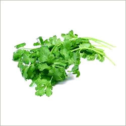 Coriander Leaves Coriander Leaves