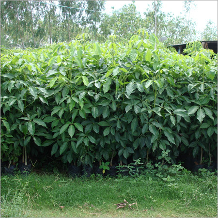 Tabebuia Rosea Plants Tabebuia Rosea Plants