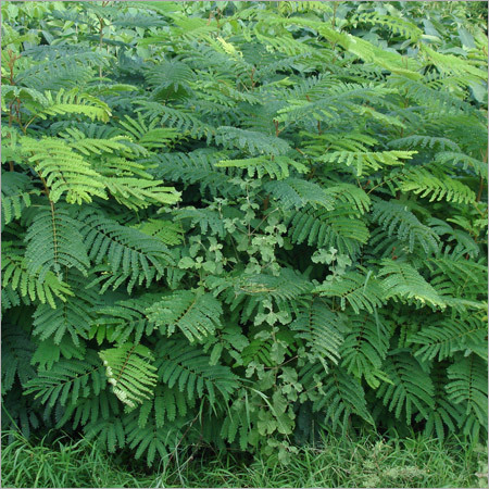 Peltophorum Ferruginem Peltophorum Ferruginem