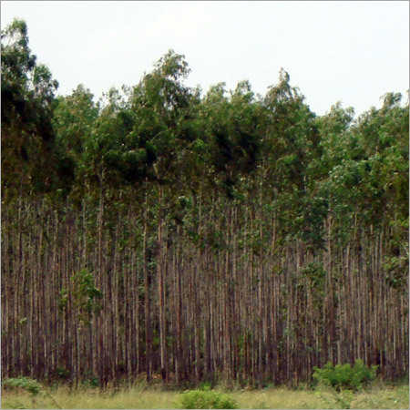 Eucalyptus Clone Plants Eucalyptus Clone Plants