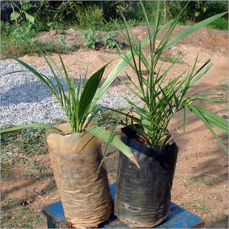 Date Palm Date Palm
