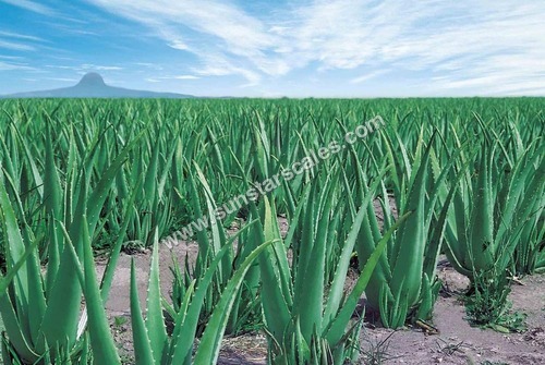 Aloe Vera Green Leaf Aloe Vera Green Leaf