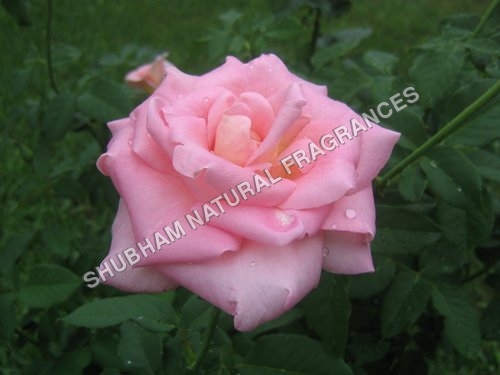 Rose Absolute Rose Absolute