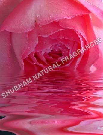 Rose Water Rose Water