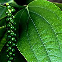 Black Pepper Oil Black Pepper Oil