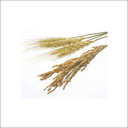 Par Boiled Rice Par Boiled Rice