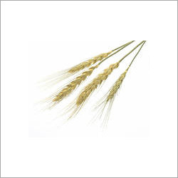 Aromatic Par Boiled Rice Aromatic Par Boiled Rice