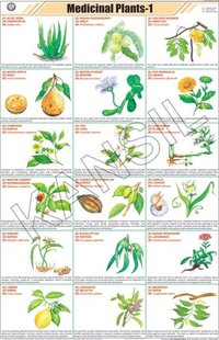 Essay on medicinal plants